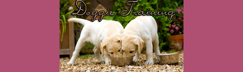 Doggie Training || Neveld fel internetes kutyusodat!